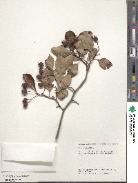 Crataegus crus-galli image