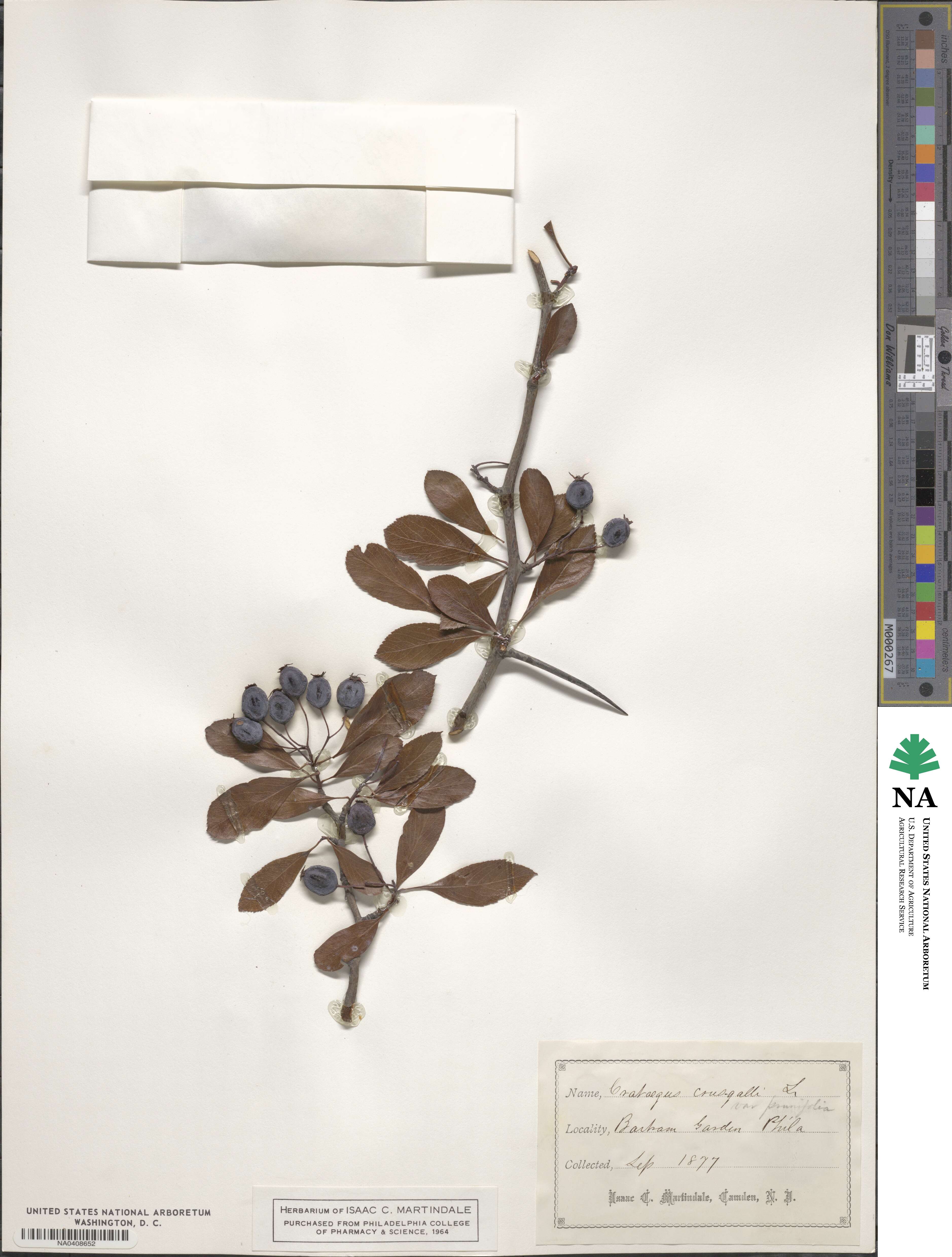 Crataegus crus-galli image
