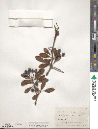 Crataegus crus-galli image