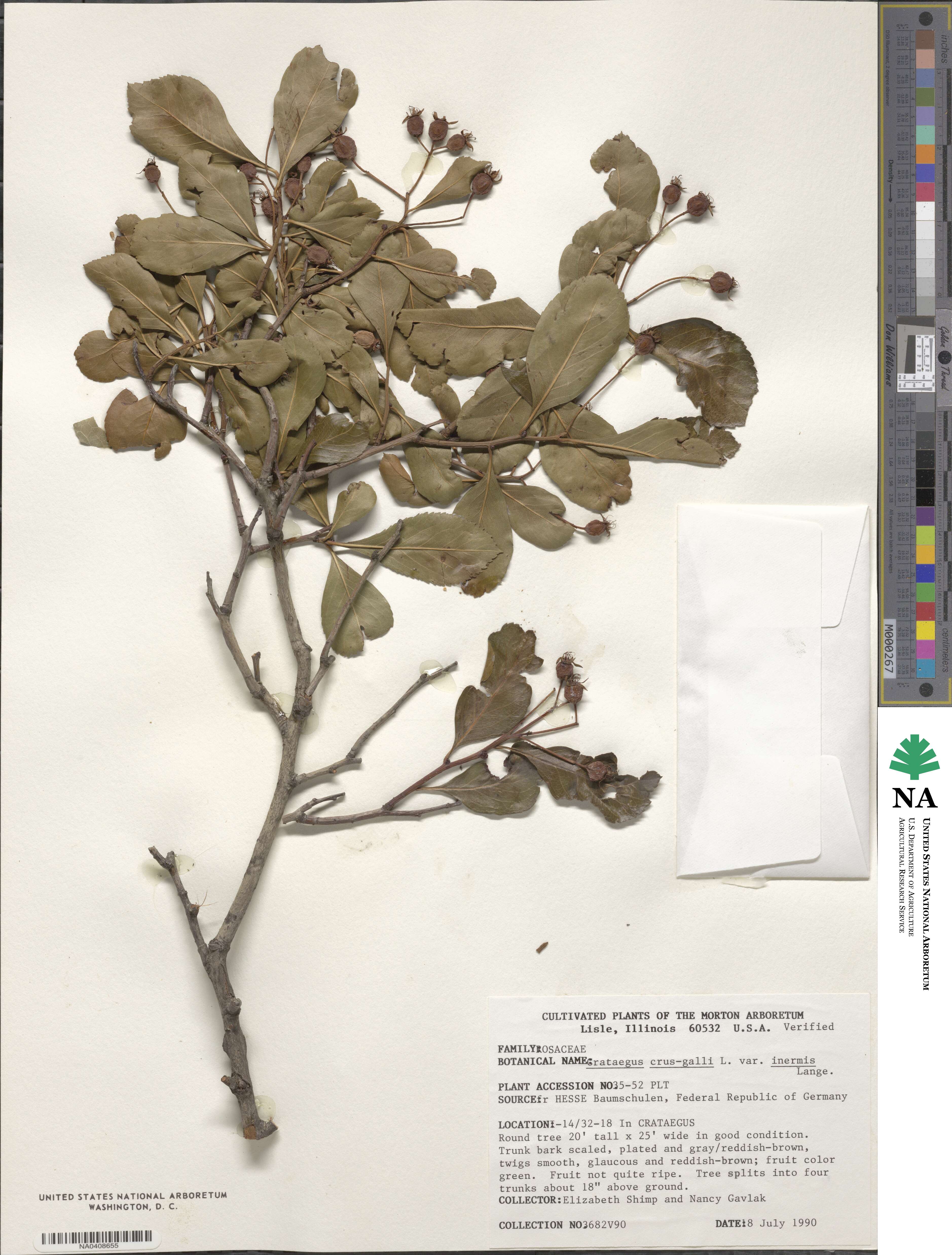 Crataegus crus-galli image