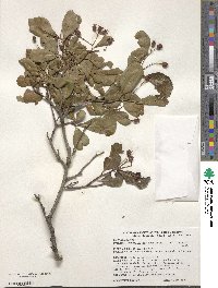 Crataegus crus-galli image