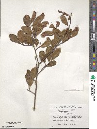 Crataegus crus-galli image