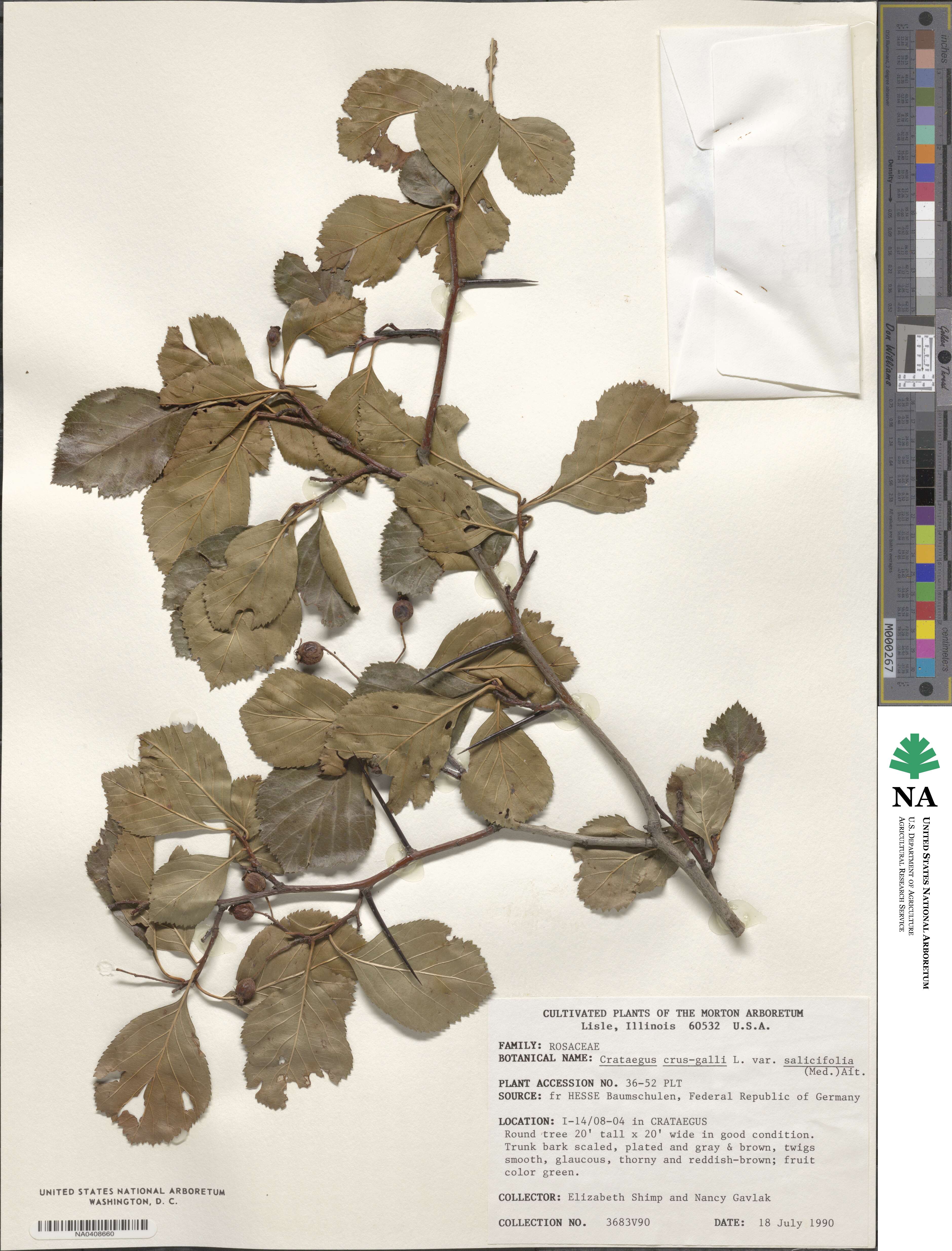Crataegus crus-galli image