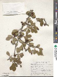 Crataegus crus-galli image