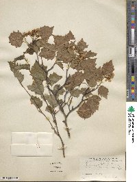 Crataegus iracunda image