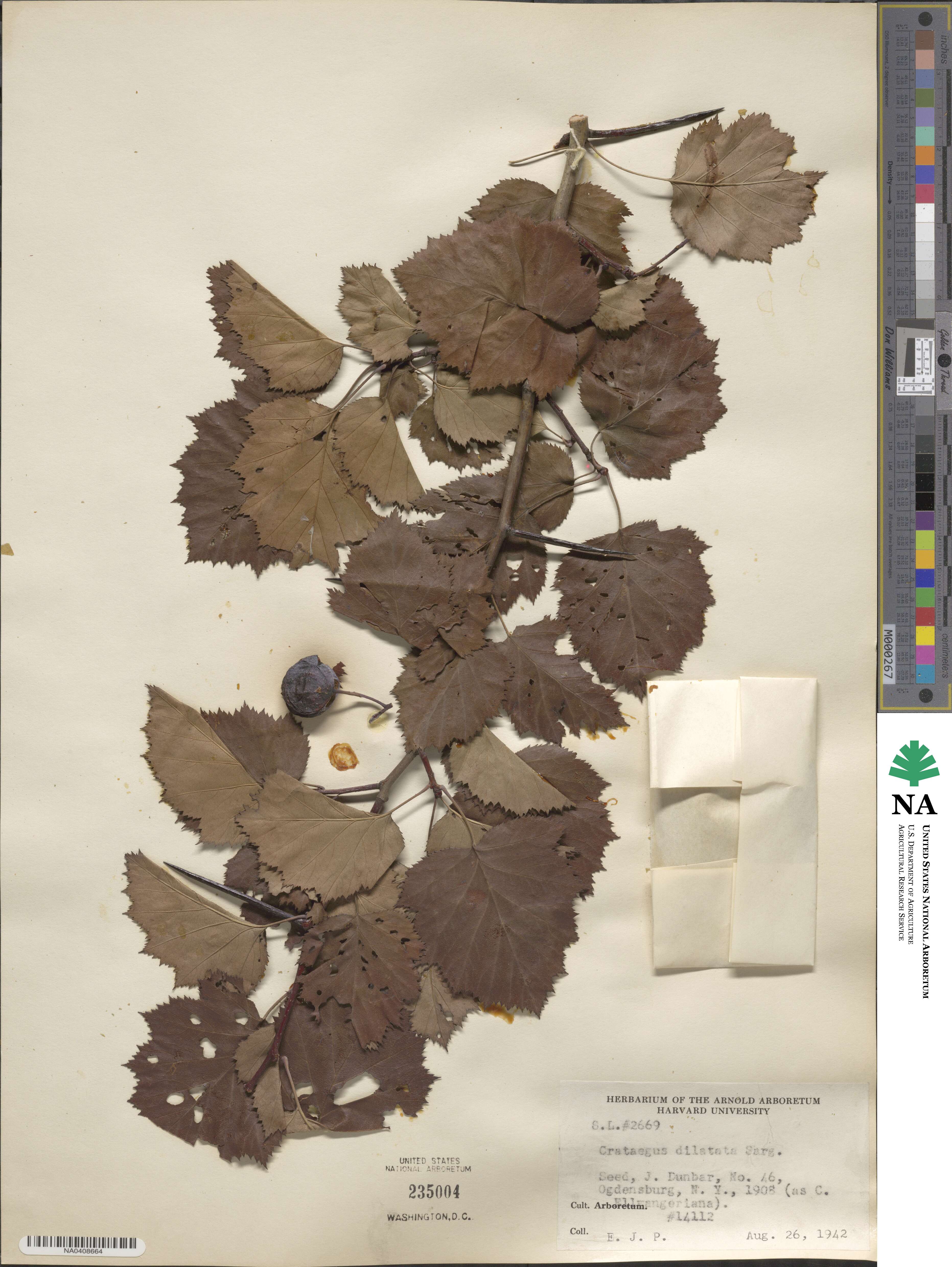 Crataegus dilatata image