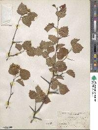 Crataegus pruinosa image