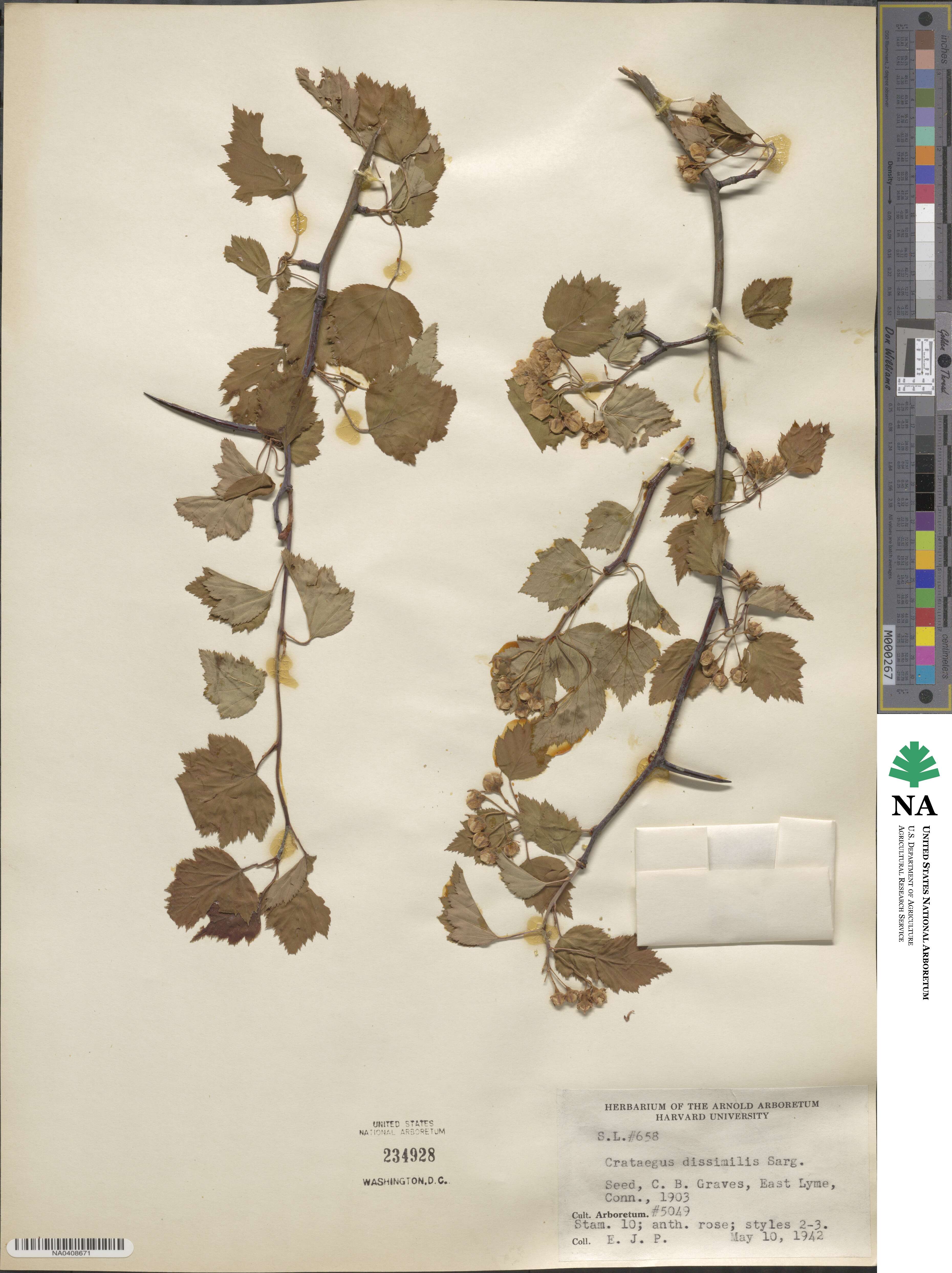 Crataegus dissimilis image
