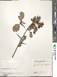 Crataegus disperma image