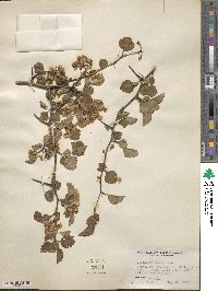 Crataegus dodgei image