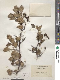 Crataegus pinnatifida image