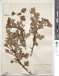 Crataegus pinnatifida image