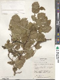 Crataegus suborbiculata image