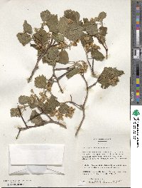 Crataegus suborbiculata image