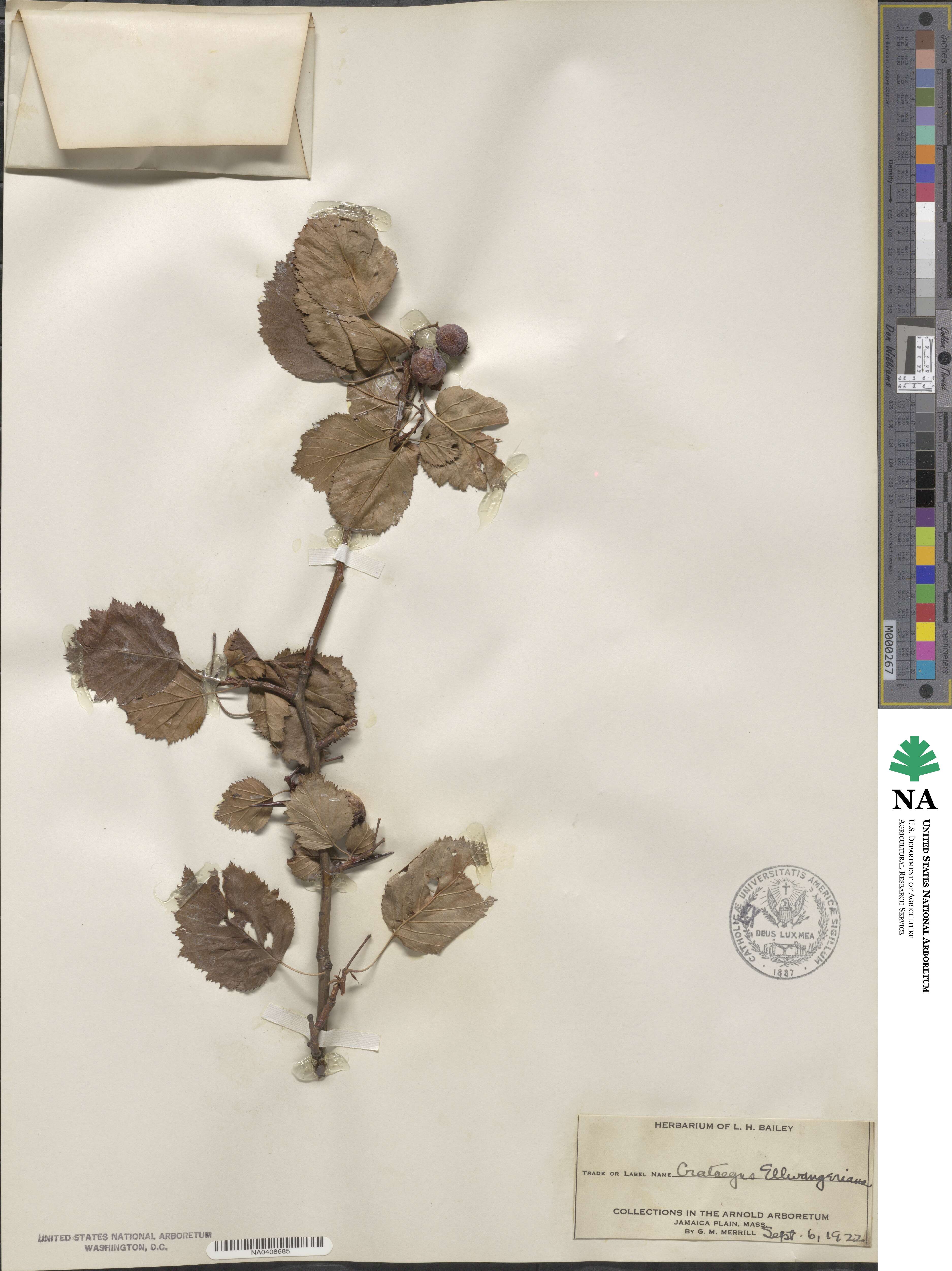 Crataegus mollis image