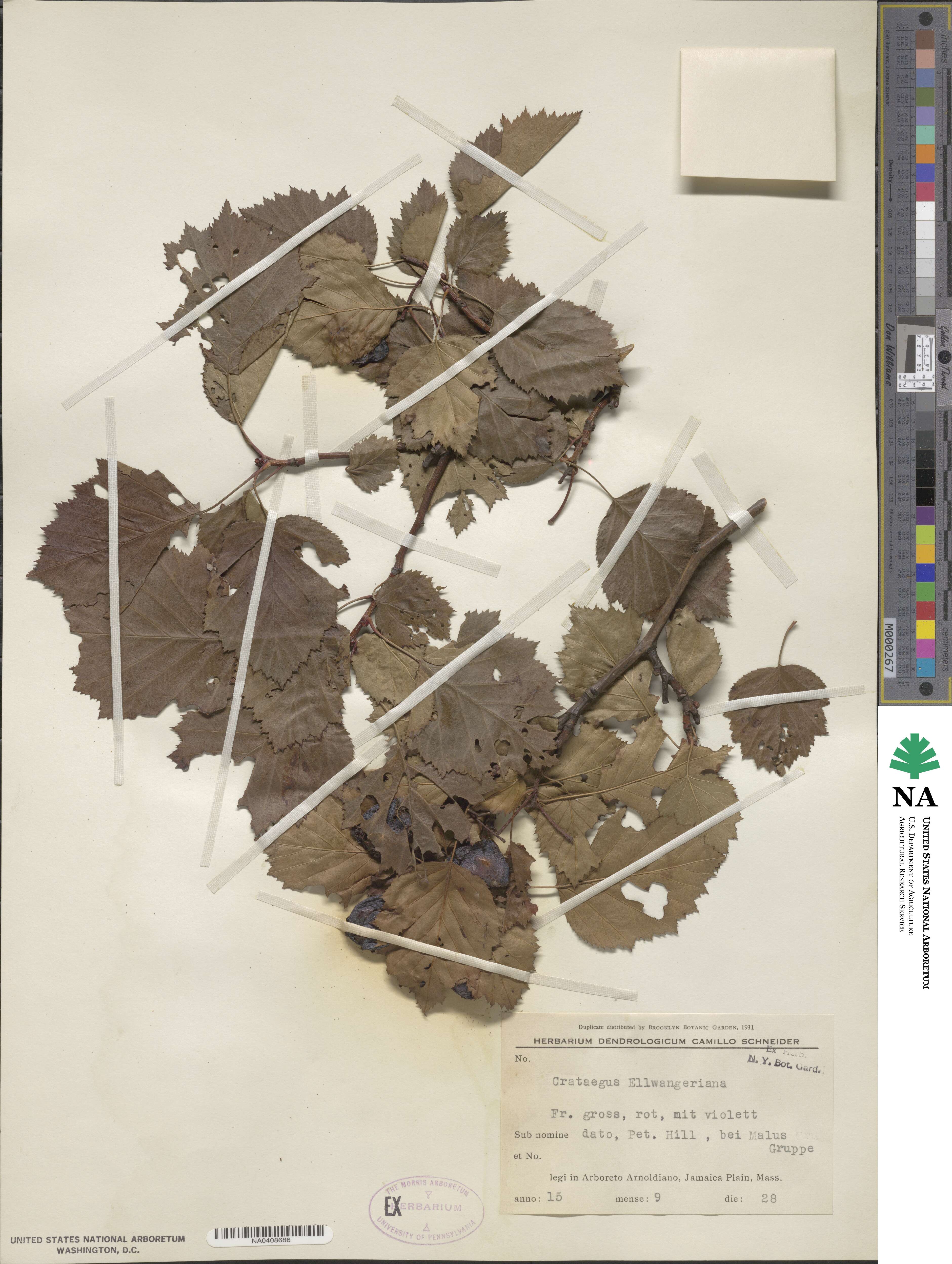 Crataegus mollis image