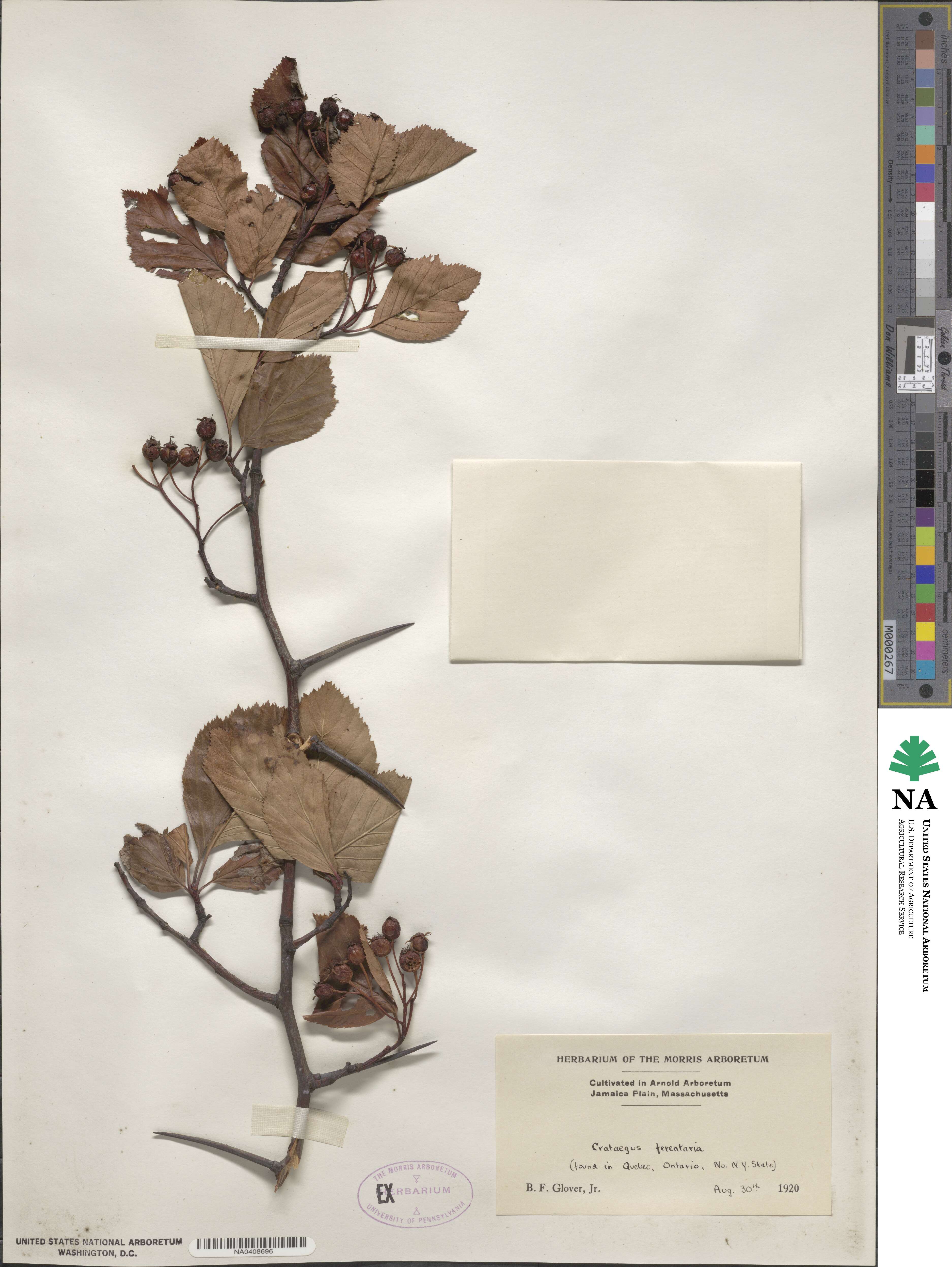 Crataegus macracantha image