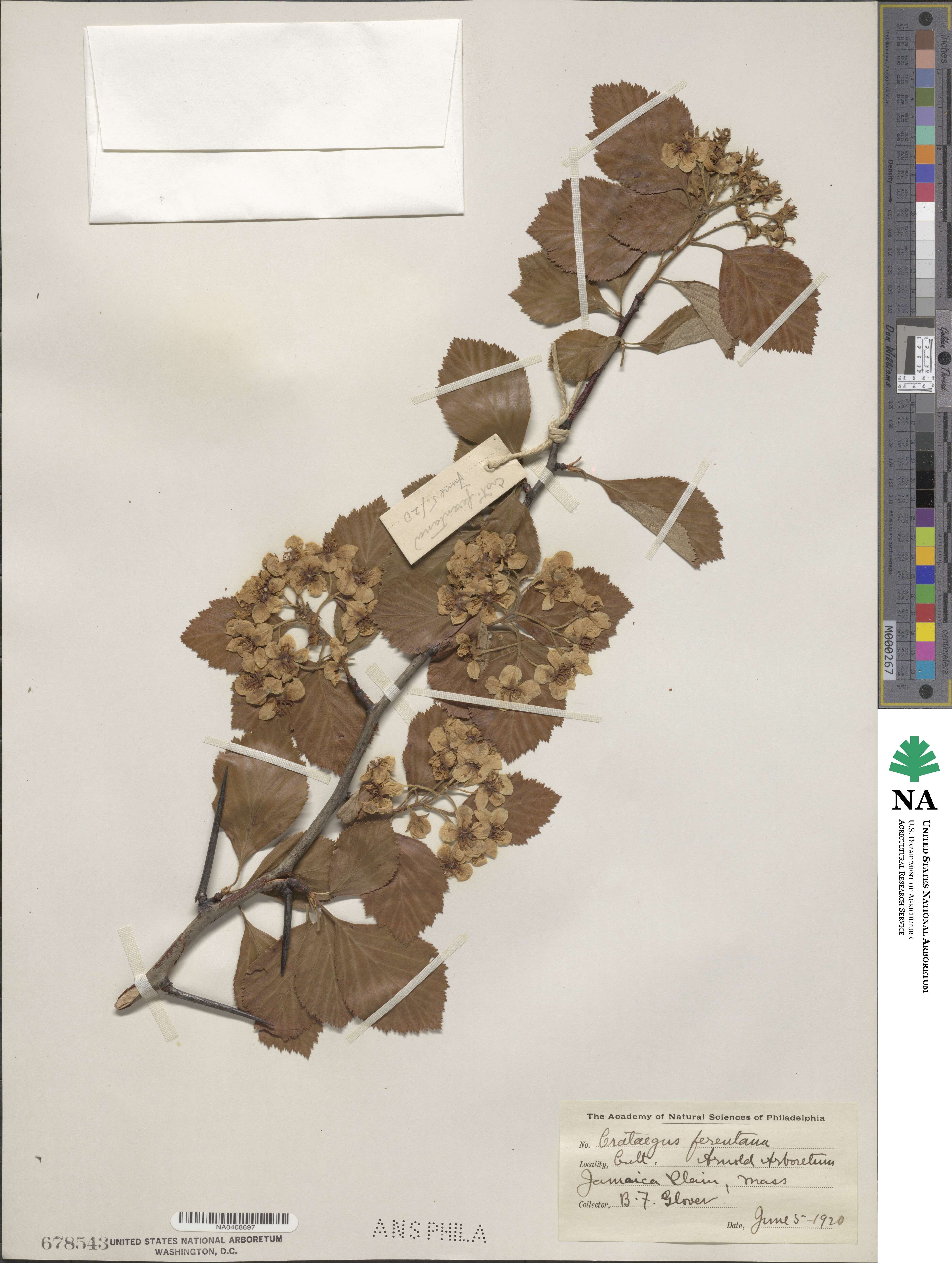 Crataegus macracantha image