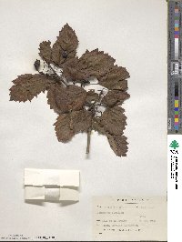 Crataegus fertilis image