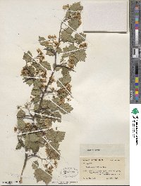 Crataegus jesupii image