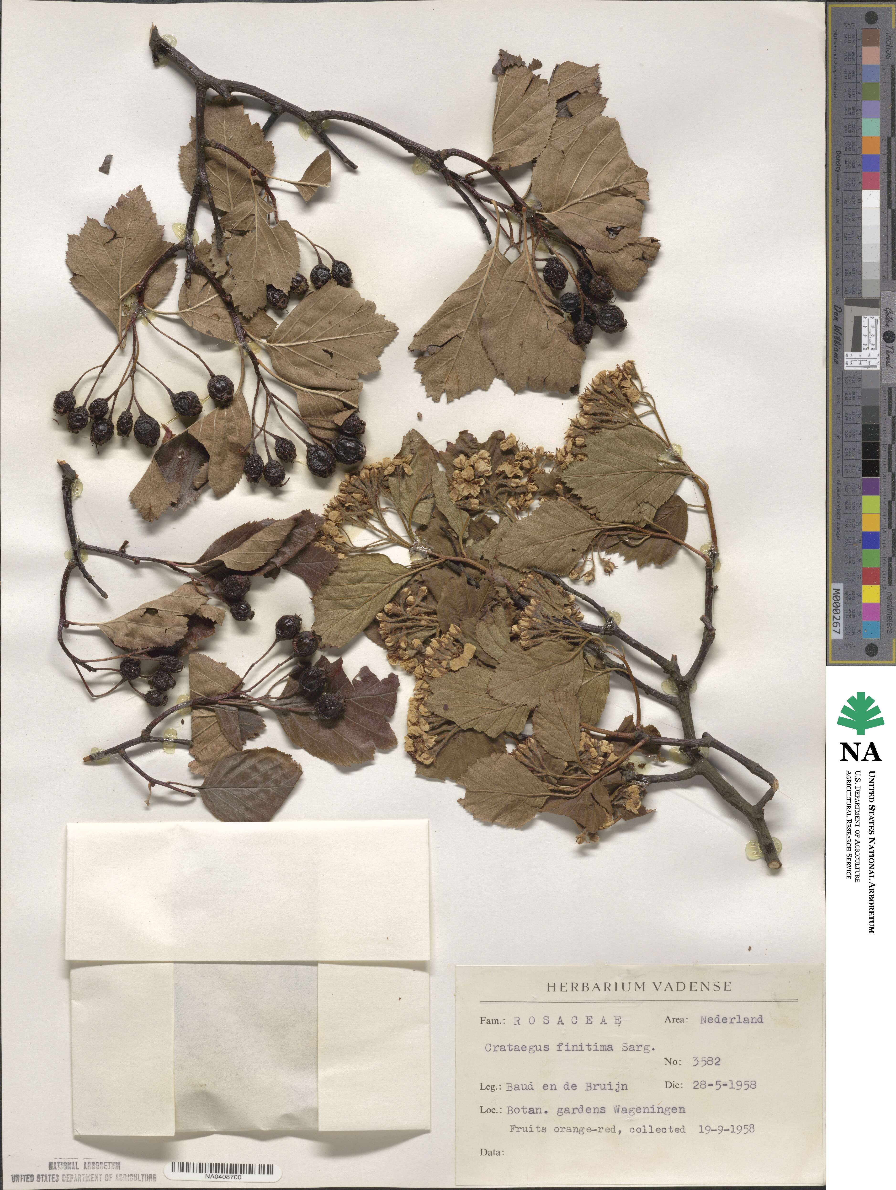 Crataegus finitima image