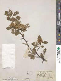 Crataegus dodgei image