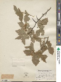 Crataegus macrosperma image