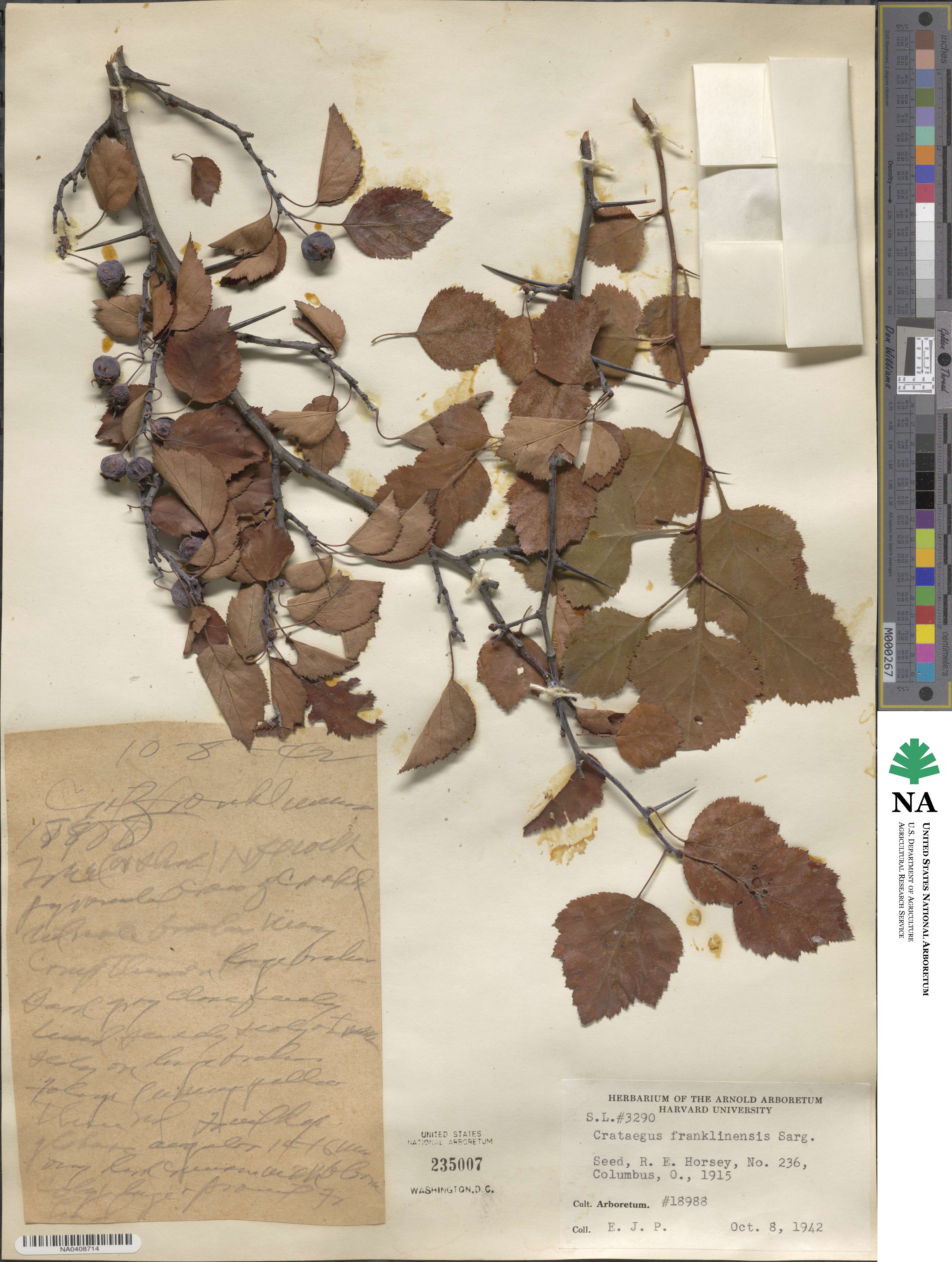 Crataegus pruinosa image