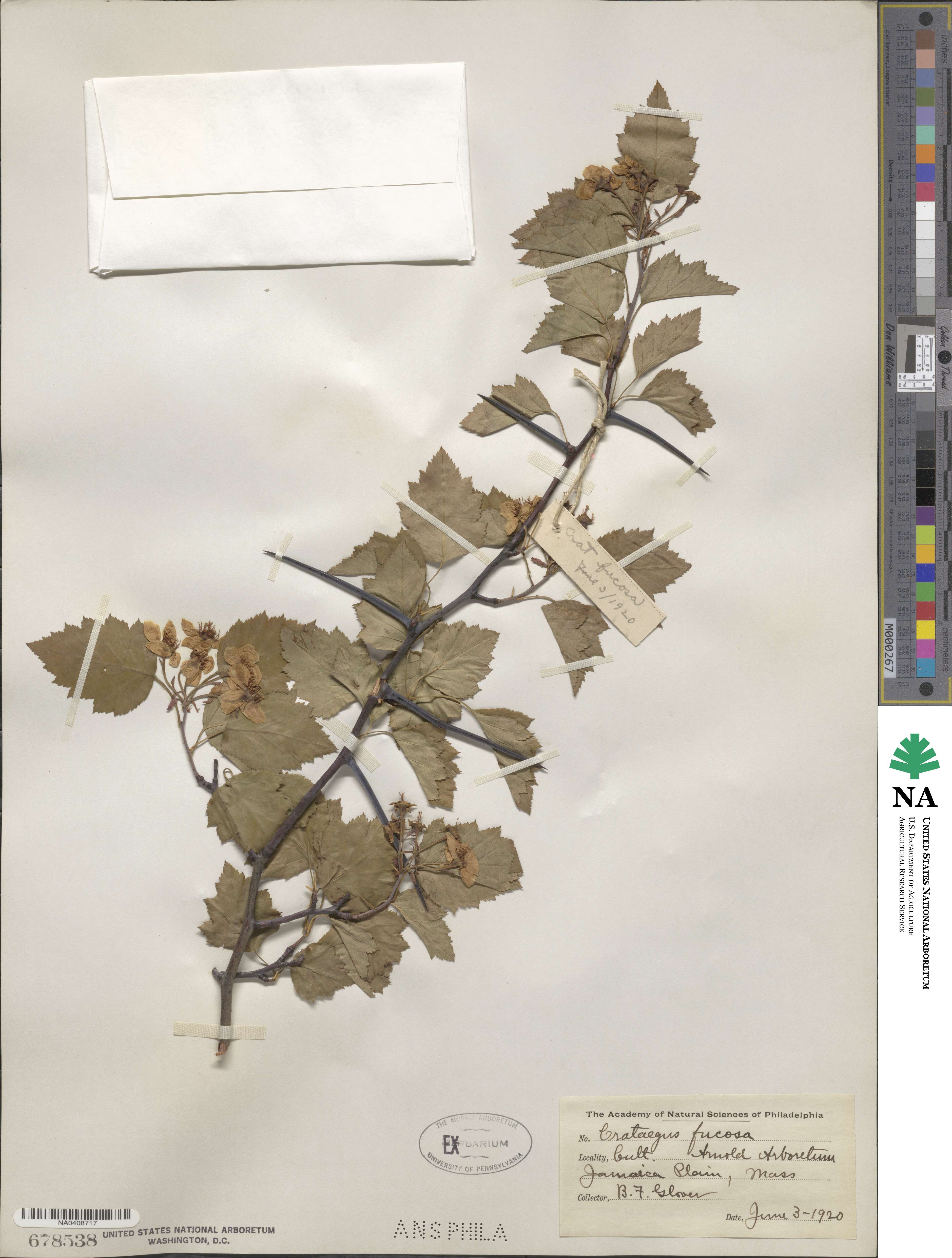 Crataegus fucosa image