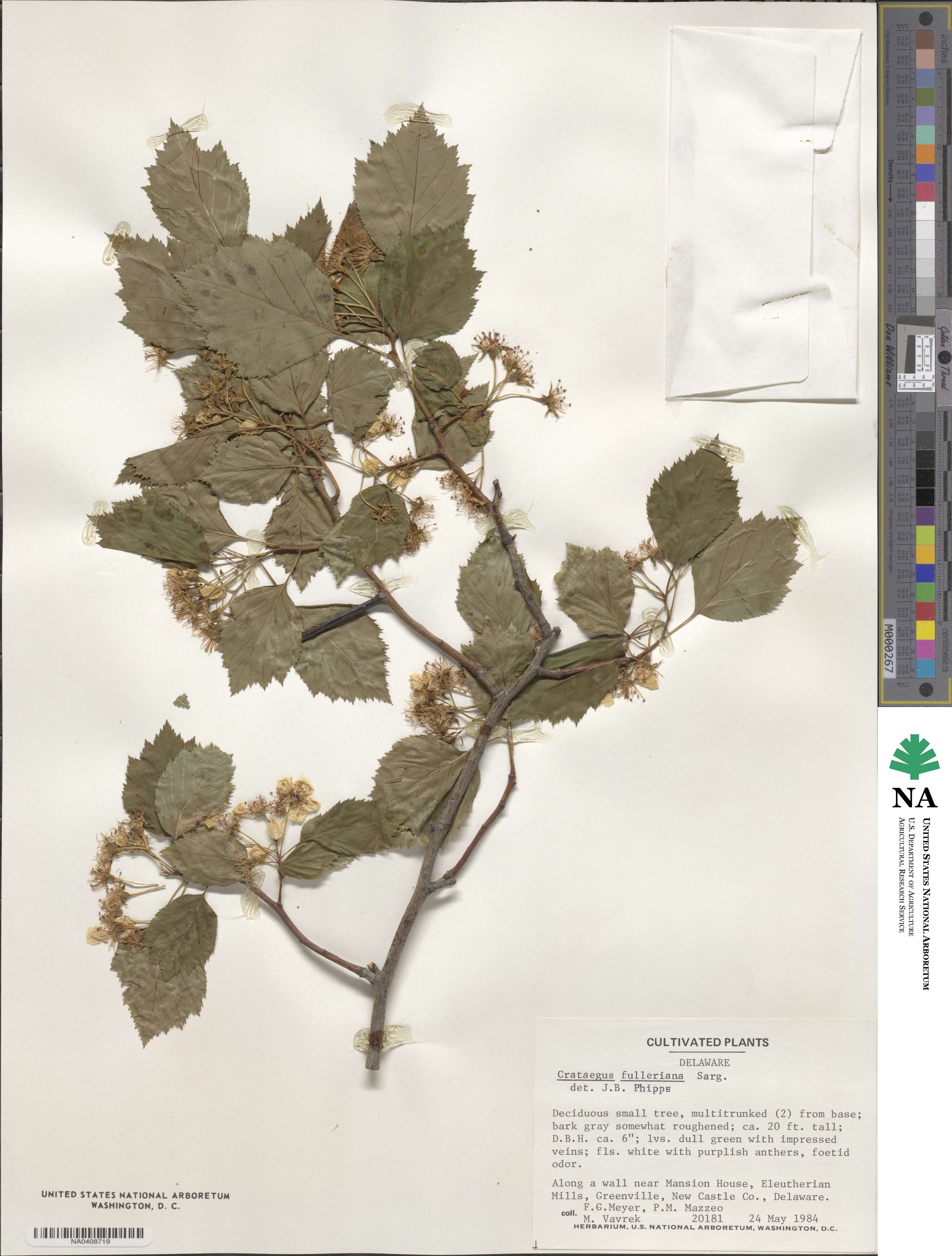 Crataegus coccinea var. fulleriana image