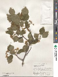 Crataegus coccinea var. fulleriana image