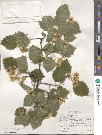 Crataegus coccinea var. fulleriana image