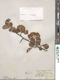 Crataegus gaultii image