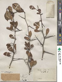 Crataegus geneseensis image