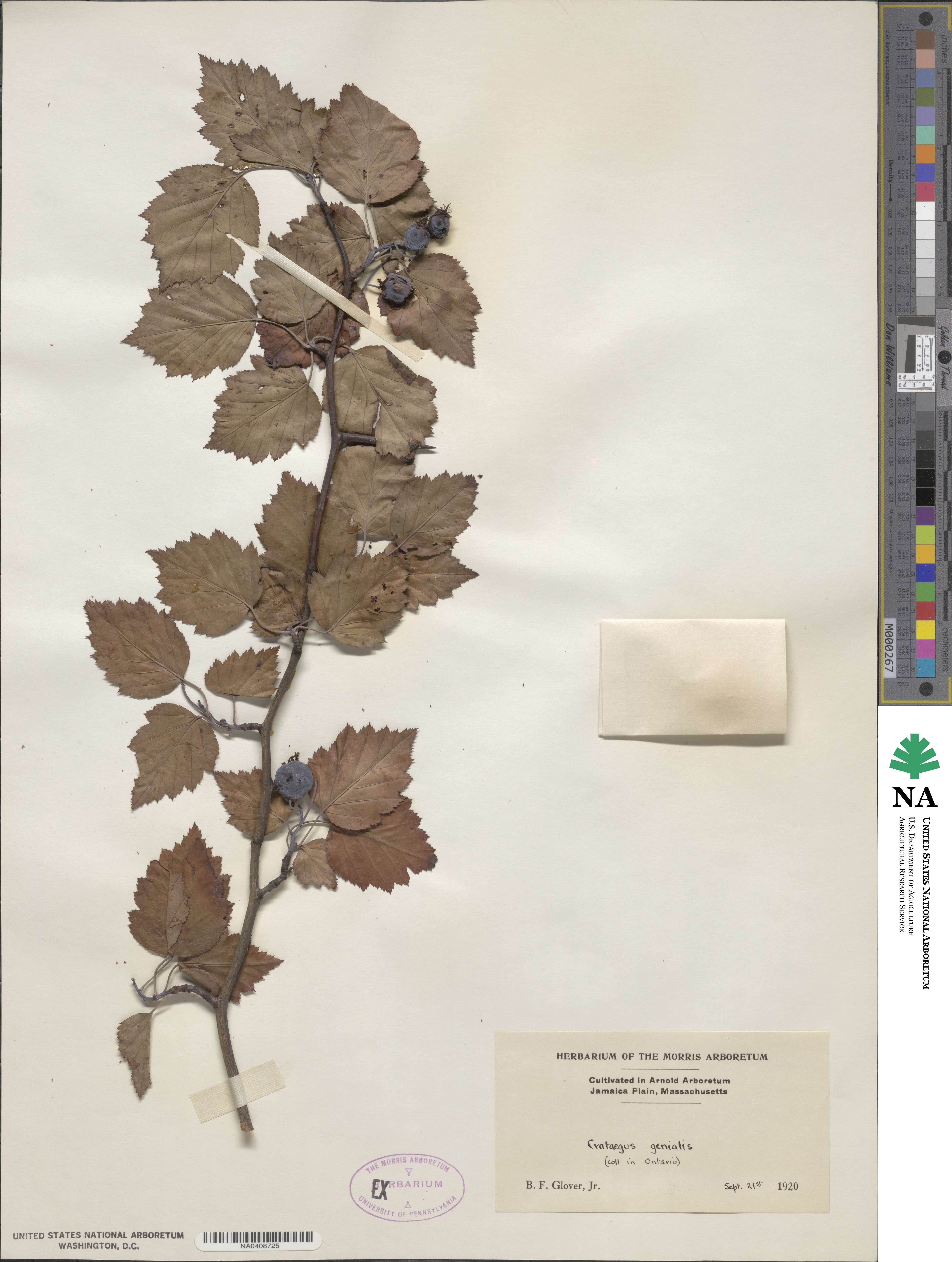 Crataegus genialis image
