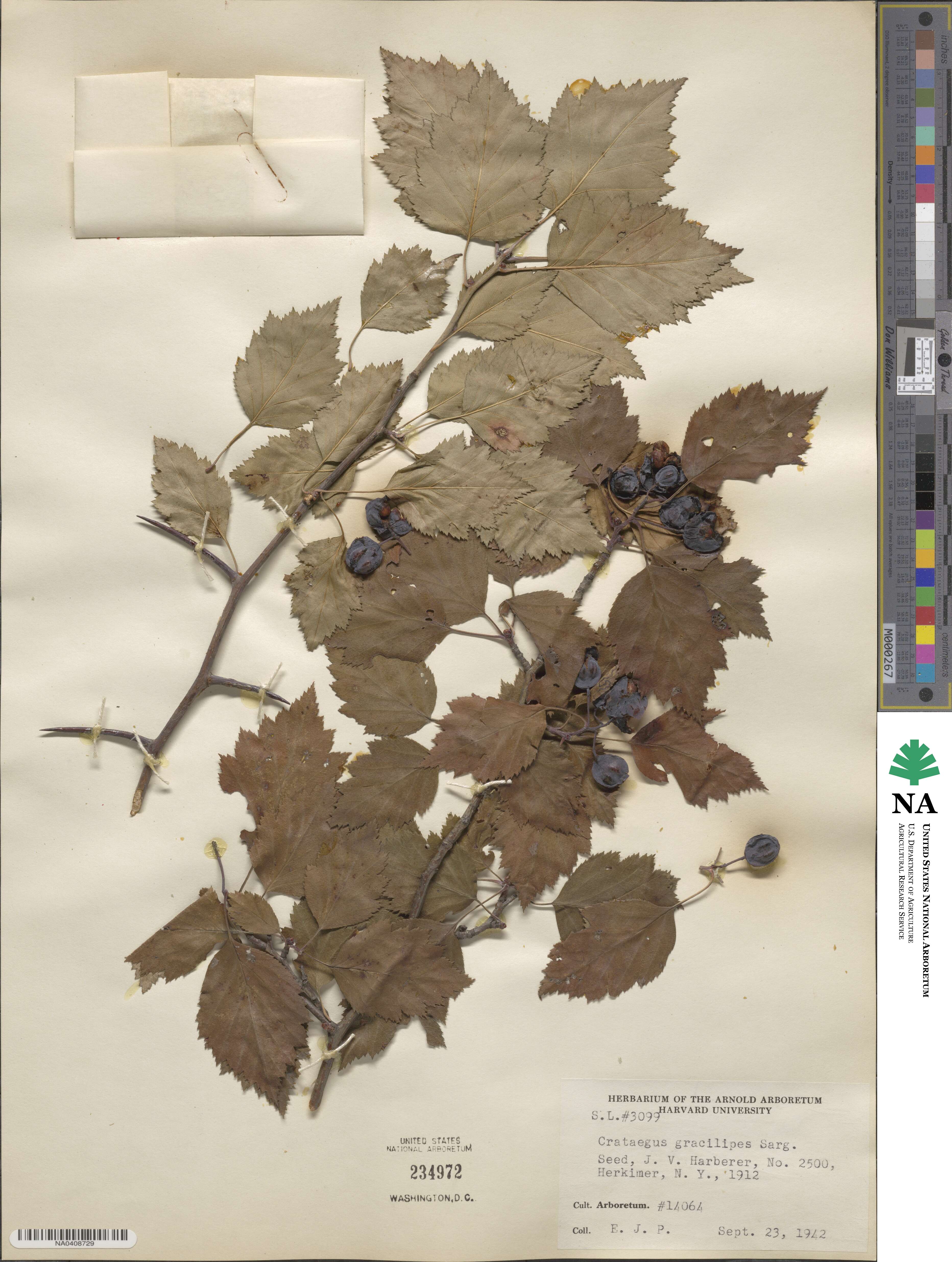 Crataegus gracilipes image