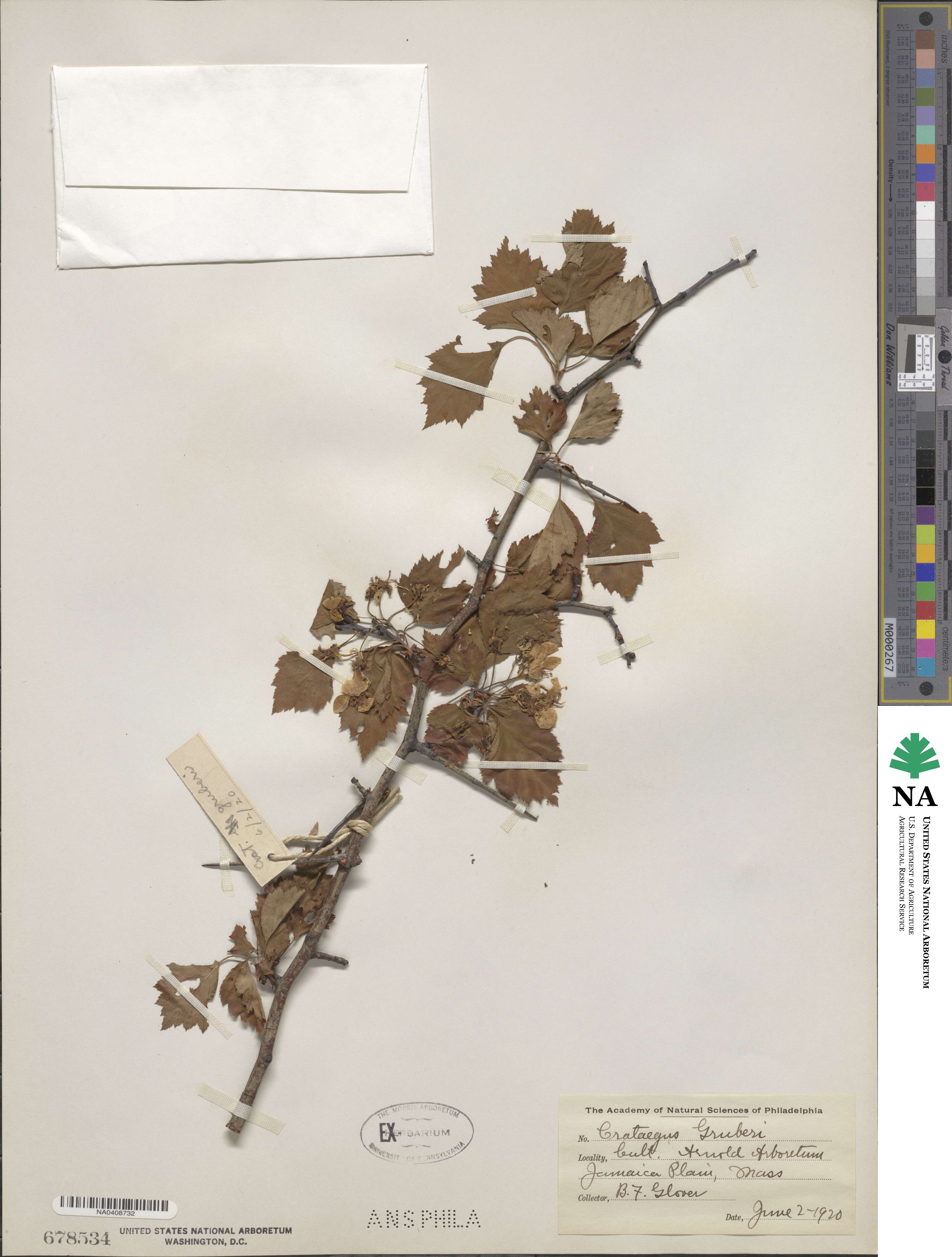 Crataegus gruberi image