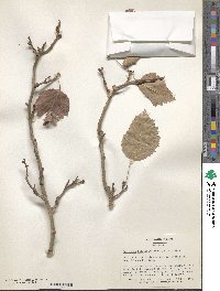 Crataegus holmesiana image