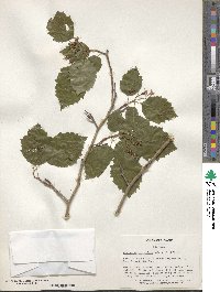 Crataegus holmesiana image