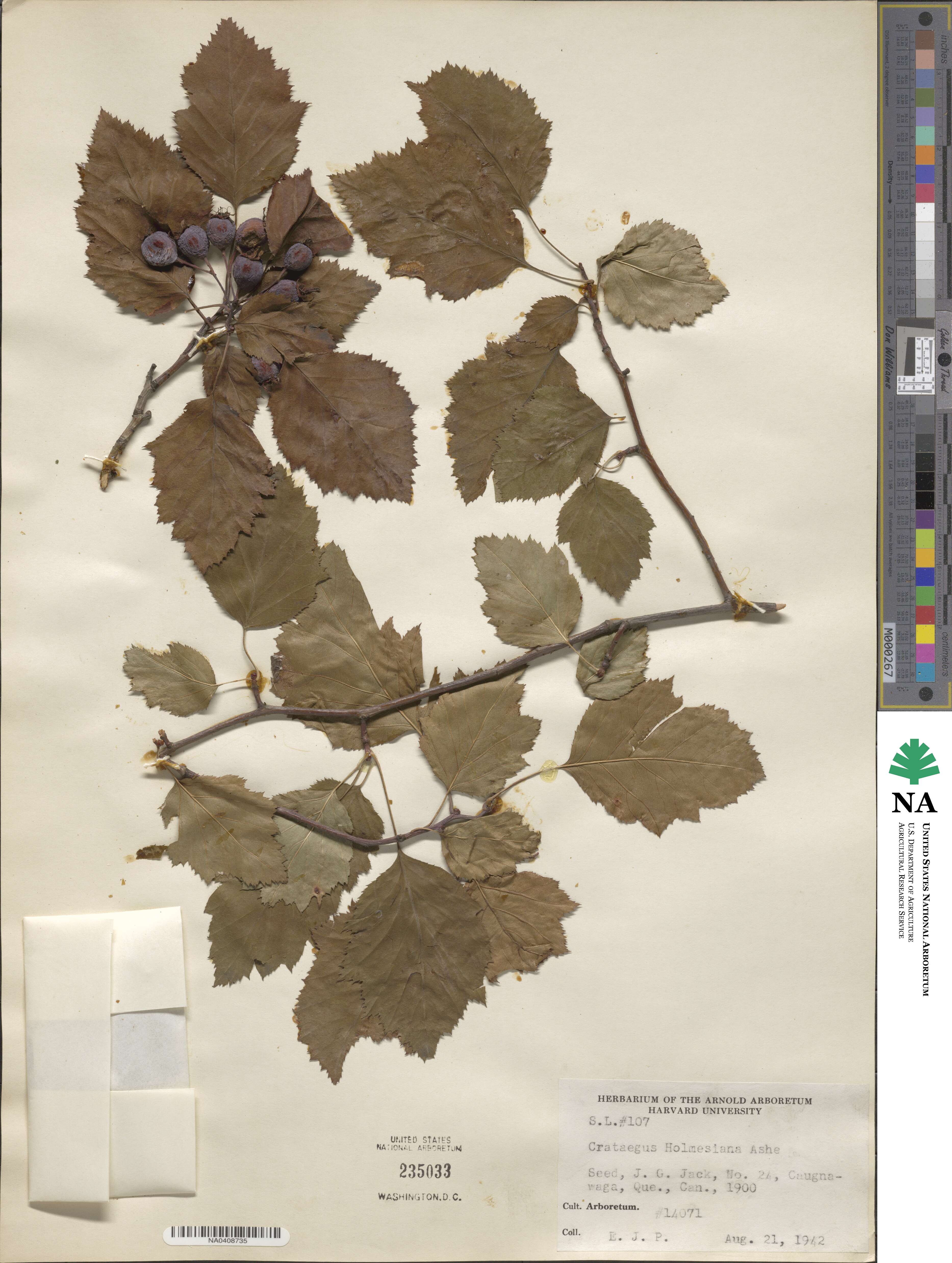 Crataegus holmesiana image