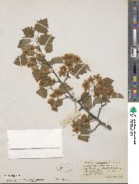 Crataegus pruinosa image