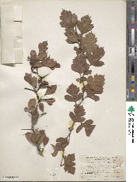 Crataegus pulcherrima image