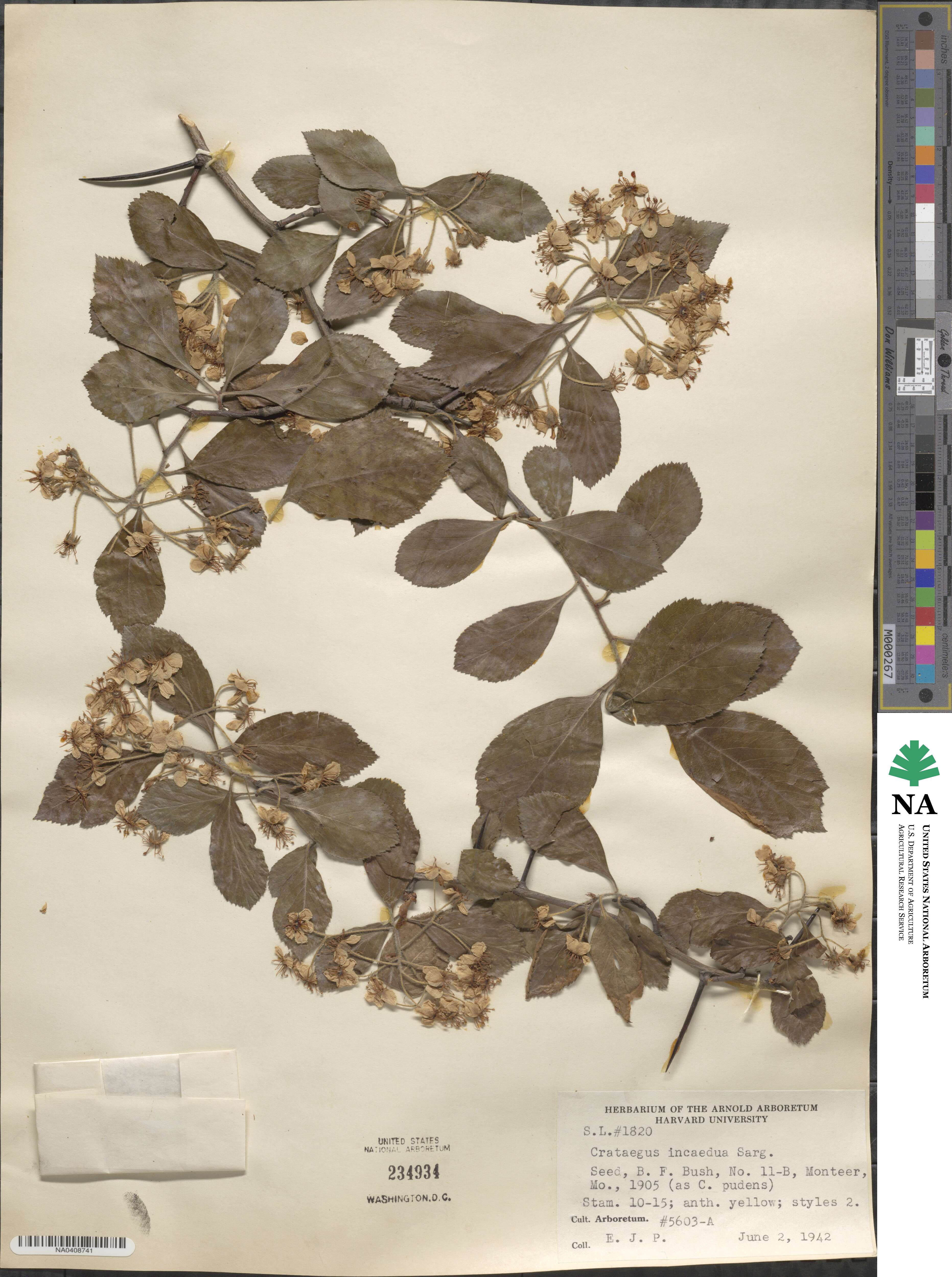 Crataegus incaedua image