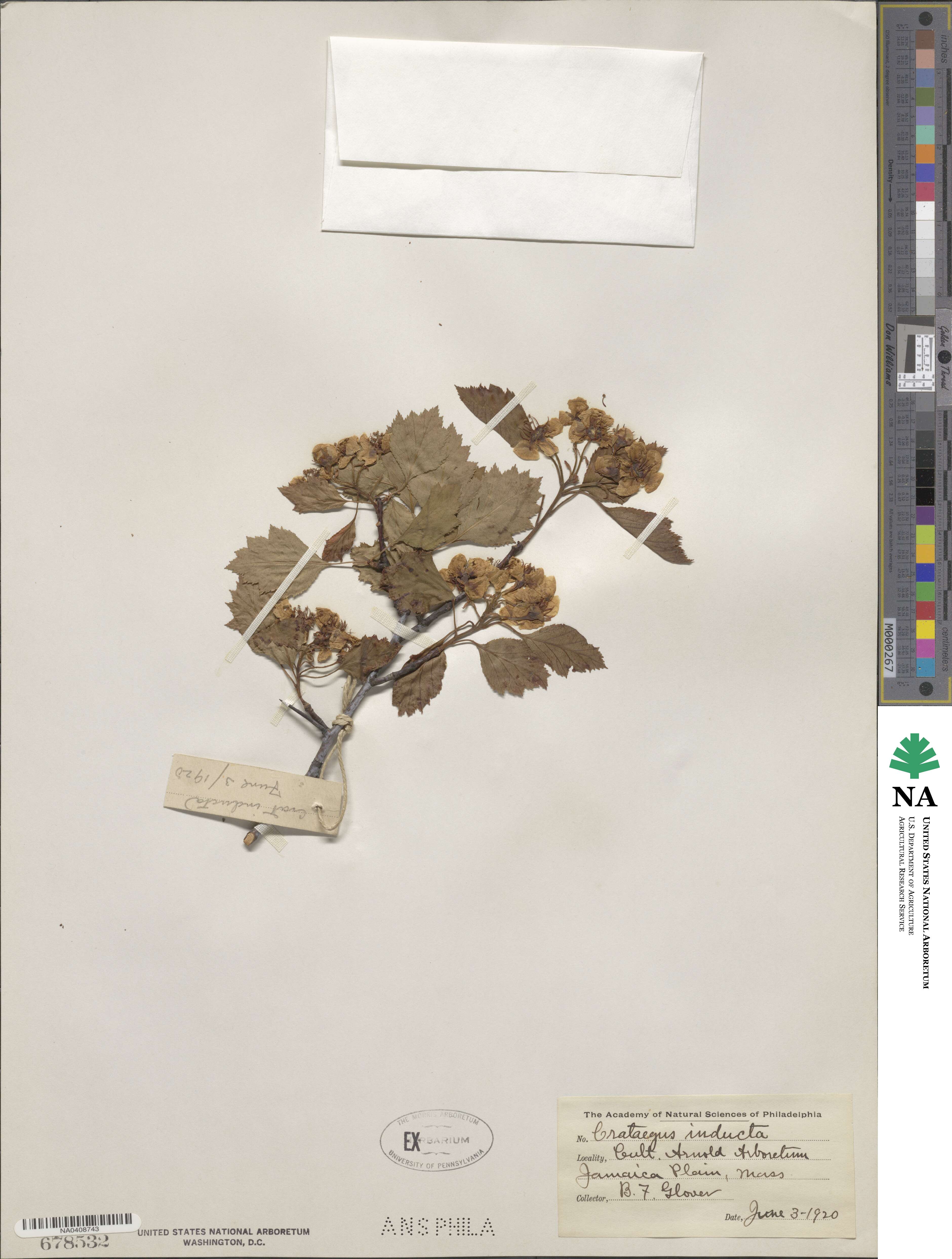 Crataegus inducta image
