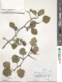 Crataegus intricata image