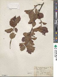 Crataegus mollis image