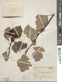 Crataegus pinnatifidus image