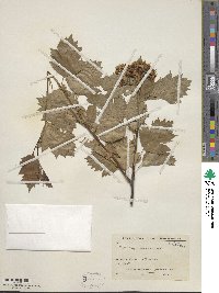 Crataegus pinnatifidus image