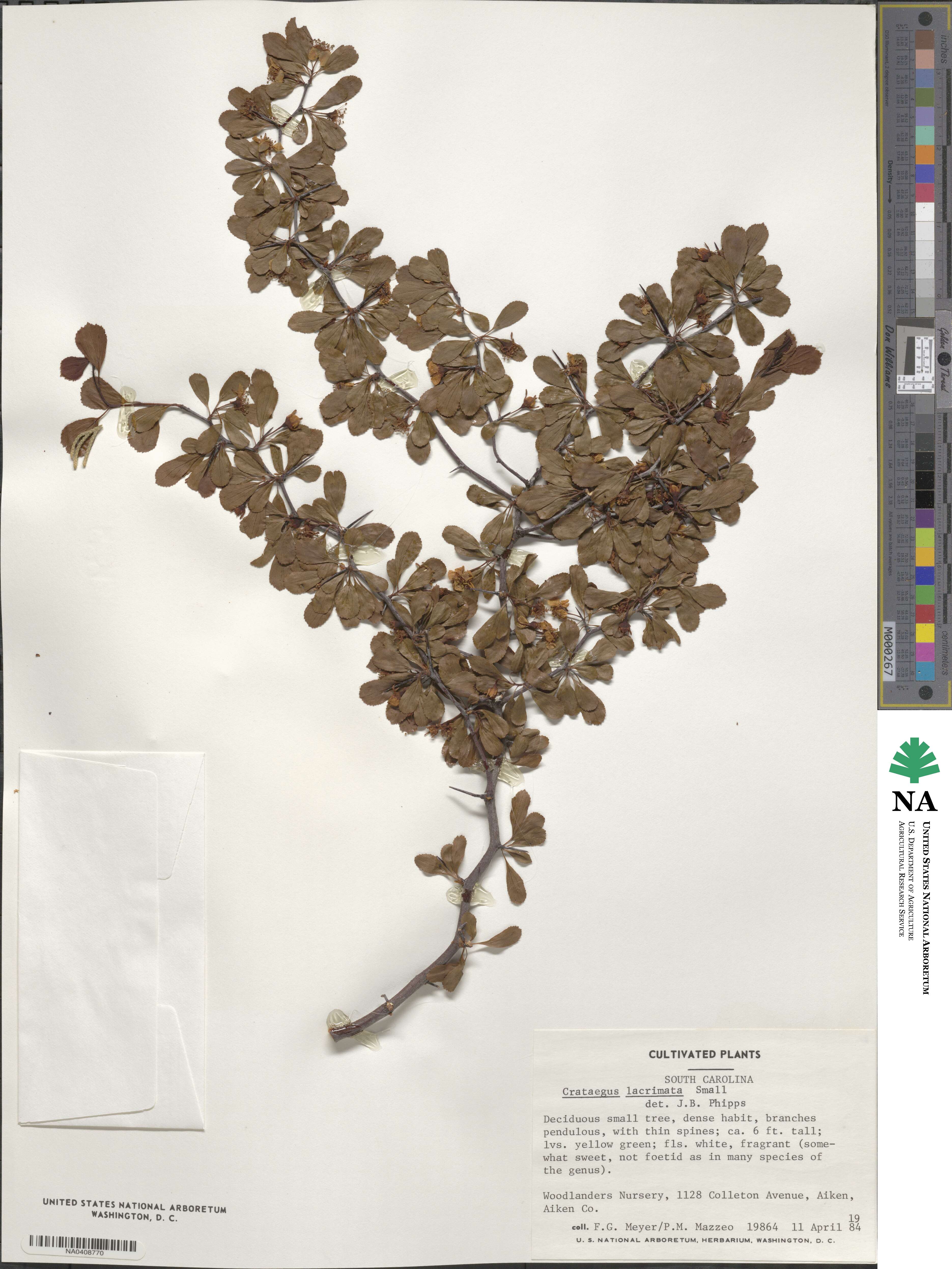 Crataegus lacrimata image