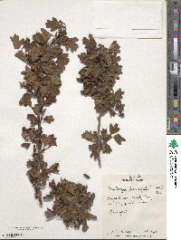 Crataegus laevigata image